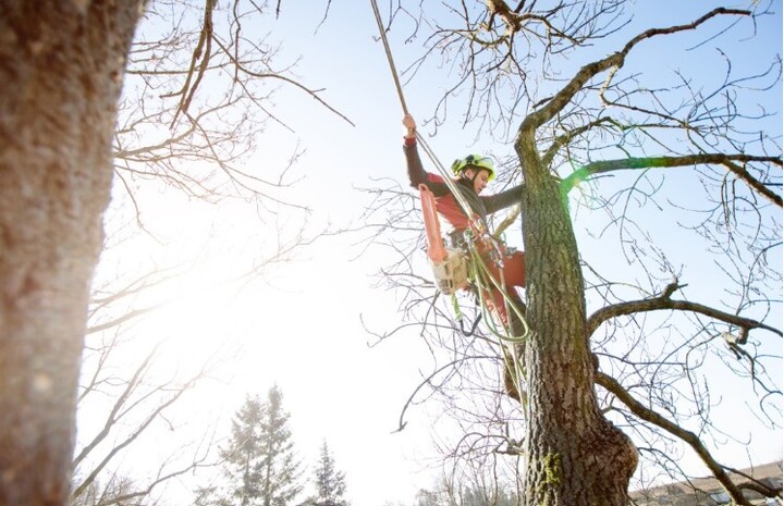 Tree Removal North Sydney