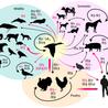 H5N1 Antibodies and Antigens for Research Applications