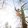 Tree Removal North Sydney