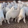 5 ways to make shearing day run smoothly