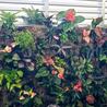 Outdoor Beauty and Functionality with Exotic Creations: Landscape Designer in Marco Island, FL
