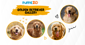 The Golden Retriever Price: How to Get the Best Deal on Golden Retriever