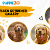 The Golden Retriever Price: How to Get the Best Deal on Golden Retriever