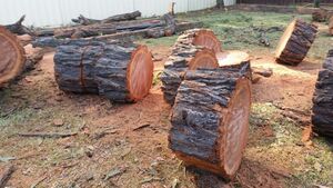 Professional Tree Service Sydney: Expert Care for Your Trees