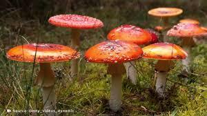 Shrooms Online Canada with the Most Iconic Scenery