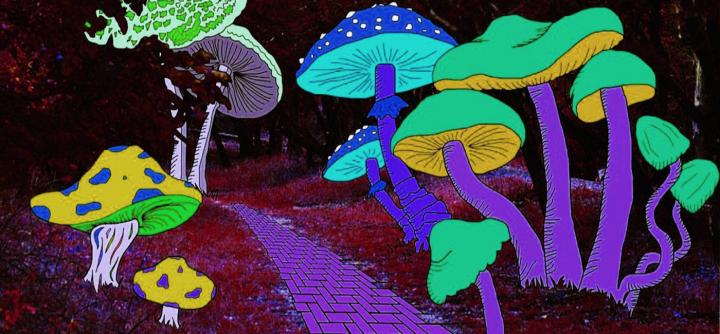 Magic Mushrooms And Creativity