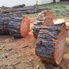 Professional Tree Service Sydney: Expert Care for Your Trees