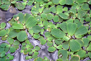 Tips to Take Right Care Of Pond Plants in Your Garden