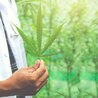 Michigan Medical Marijuana Card Requirements Explained