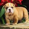 Find Your Perfect Companion: English Bulldog for Sale - What to Know Before Buying