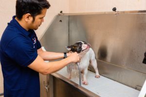 Luxury Pet Grooming in Dubai: Treat Your Furry Companion