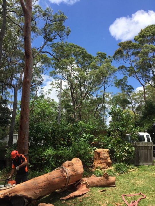 Tree Mulching North Shore: Boosting Soil Health and Plant Growth