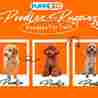 Toy Poodle Price in India: Everything You Need to Know