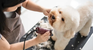 How Often Should a Dog Get Groomed? A Complete Guide for Pet Owners