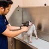 Luxury Pet Grooming in Dubai: Treat Your Furry Companion