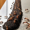 Eco-Friendly Ant Control Solutions for a Safe Home