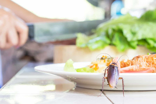 How Can Pest Control Companies Slay Those people Creepy-Crawlies?