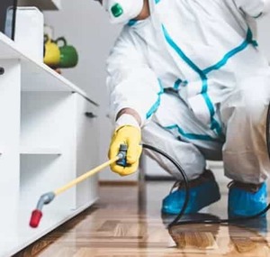 The Risks of Ignoring Pest Infestations in Your Home: Don&#039;t Let the Bugs Take Over