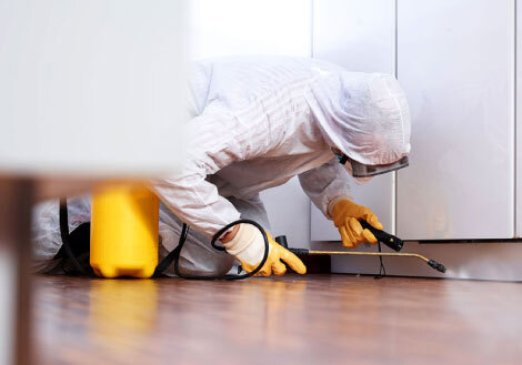 Pest Control Services On Commercial Areas: How Successful Are They?