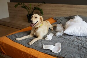 Puppy Diapers and Male Dog Diapers: Keeping Your Furry Friend Clean and Comfortable