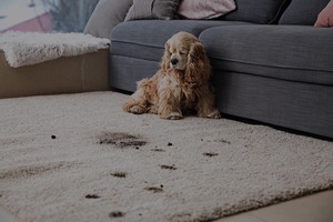 Why Cleaning More Often is Essential for a Fur-Friendly Home