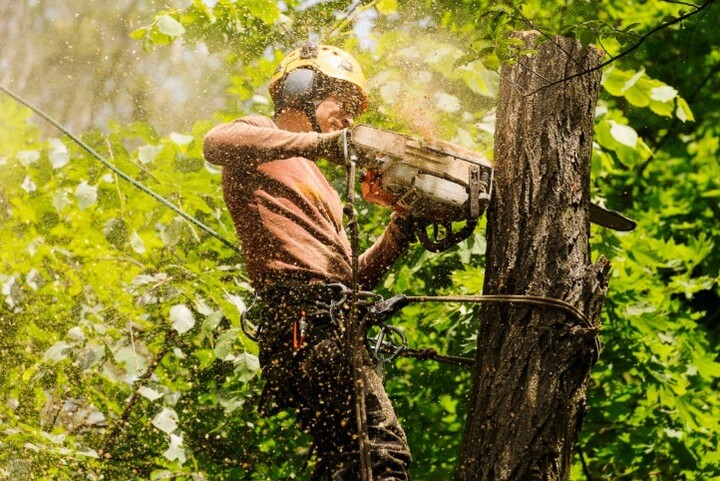 Arborist sydney