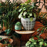 Green Leaf Decor: Bringing Nature and Cannabis Vibes Indoors 