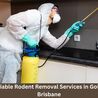 Fast and Reliable Rodent Removal Services in Gold Coast and Brisbane