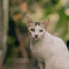 The World&#039;s Most Beautiful Cat Breeds