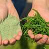 The Rising Popularity of Salt Alternatives: Why Salicornia Green Salt Is Gaining Momentum