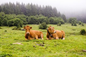 Speckle Park Cattle for Sale: A Smart Choice for Quality Breeding and Beef Production
