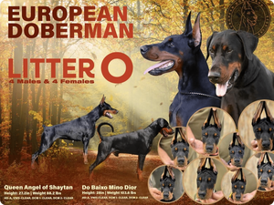 Common Behavioral Issues in European Dobermans and How to Correct Them