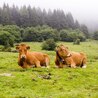 Speckle Park Cattle for Sale: A Smart Choice for Quality Breeding and Beef Production