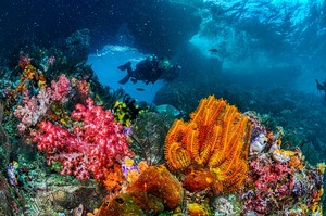 Scuba Diving Cancun: Exploring the Depths of the Mexican Caribbean