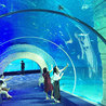 Visitors experience the amazing underwater world through the aquarium tunnel