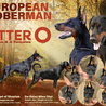 Common Behavioral Issues in European Dobermans and How to Correct Them