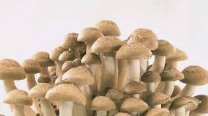 7 Awesome Tips About Penis Envy Mushrooms From Unlikely Sources