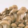 7 Awesome Tips About Penis Envy Mushrooms From Unlikely Sources