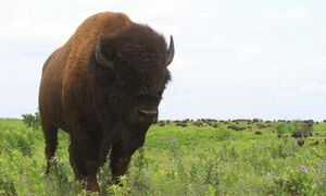 Texas Fresh Bison Meat: Your Ultimate Guide to Enjoying Bison Burgers in Texas