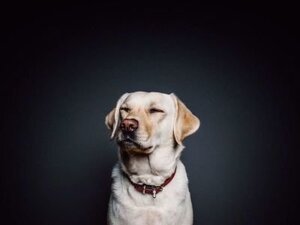  Know About What Foods Are Dangerous For An ESA Dog Consumption 