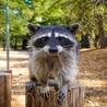 Raccoon For Sale: What You Need to Know Before Bringing One Home