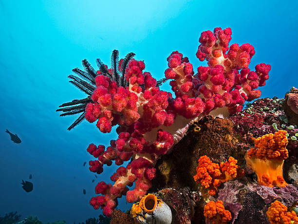 Troubleshooting Common Coral Health Issues