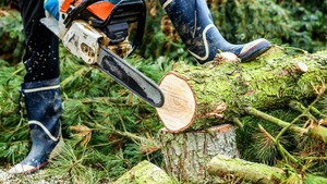 Sydney Tree Cutting and Removal: Fast and Reliable Solutions by Ben&#039;s Tree and Garden Services