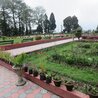 Exploring Shrubbery Nightingale Park: A Serene Escape in Darjeeling