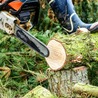 Sydney Tree Cutting and Removal: Fast and Reliable Solutions by Ben&#039;s Tree and Garden Services