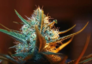 Best Cannabis Strains to Order Online in Canada for Beginners