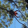 Premium Wood Chipping Mulch Supply Northern Beaches