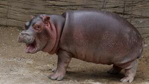 Meet Moo Deng: The Adorable Baby Hippo Stealing Hearts Online\u2014Is She the Next Viral Sensation?