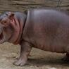 Meet Moo Deng: The Adorable Baby Hippo Stealing Hearts Online\u2014Is She the Next Viral Sensation?