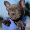 French Bulldog Price in India | Buy French Bulldog Puppies in India - Puppiezo